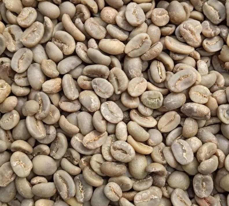 Kopi Luwak Coffee Green Beans